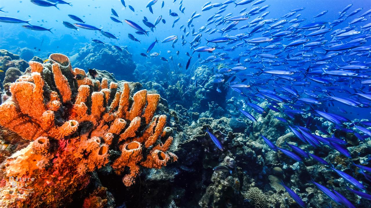 Curacao - the best Coral Reef Scuba Diving in the Carribbean